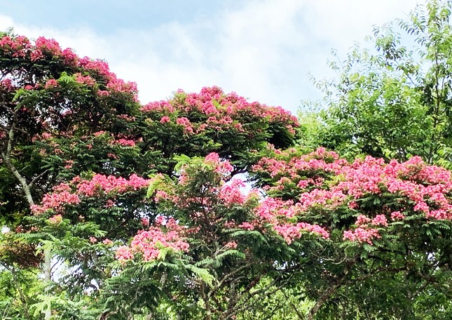 Nơi duy nhất ở Việt Nam chào hè với 5 sắc hoa phượng ảnh 3
