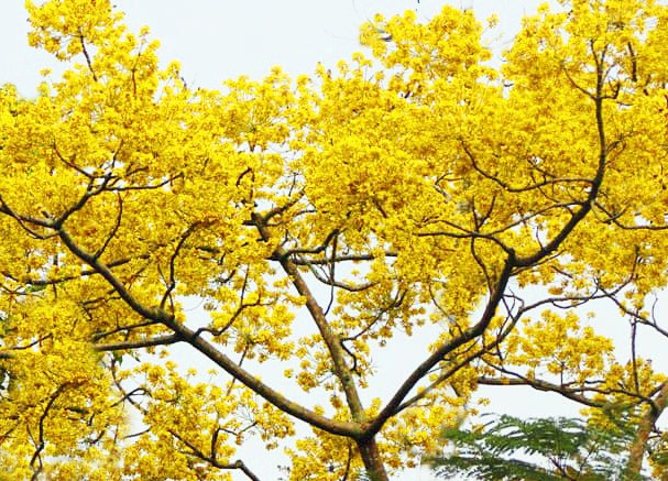 Nơi duy nhất ở Việt Nam chào hè với 5 sắc hoa phượng ảnh 1