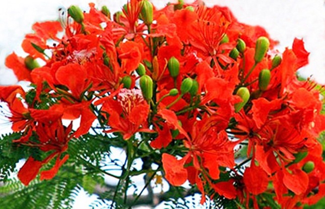 Nơi duy nhất ở Việt Nam chào hè với 5 sắc hoa phượng ảnh 2