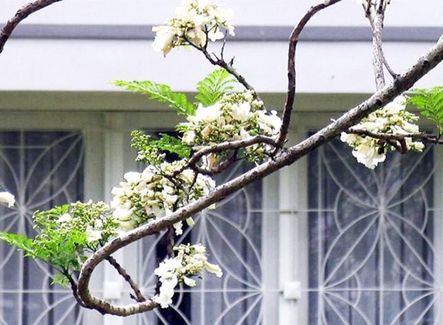 Nơi duy nhất ở Việt Nam chào hè với 5 sắc hoa phượng ảnh 4