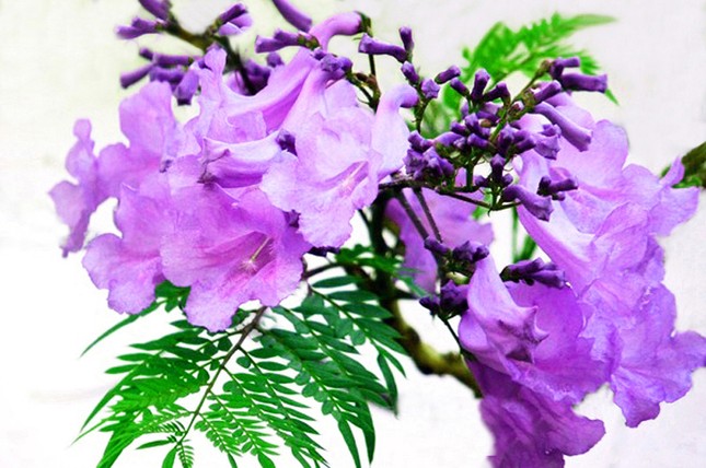 Nơi duy nhất ở Việt Nam chào hè với 5 sắc hoa phượng ảnh 5