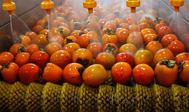 Hồng Đà Lạt lên đời, 'cháy hàng' khi sấy treo kiểu Nhật ảnh 2
