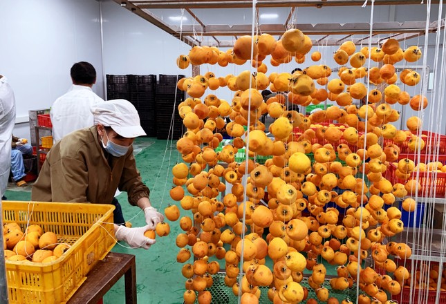 Hồng Đà Lạt lên đời, 'cháy hàng' khi sấy treo kiểu Nhật ảnh 4