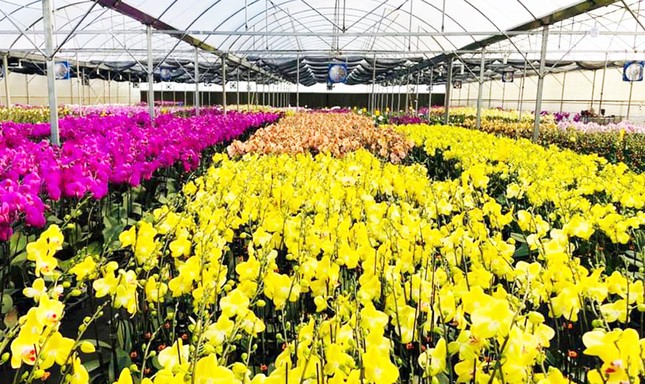 Nữ hoàng hoa lan Đà lạt khoe sắc khắp mọi miền, 'cháy hàng' dịp Tết ảnh 1
