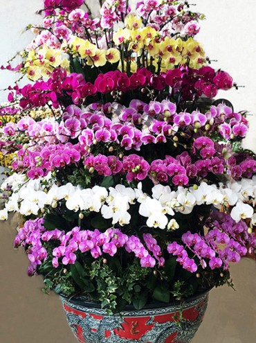 Nữ hoàng hoa lan Đà lạt khoe sắc khắp mọi miền, 'cháy hàng' dịp Tết ảnh 7