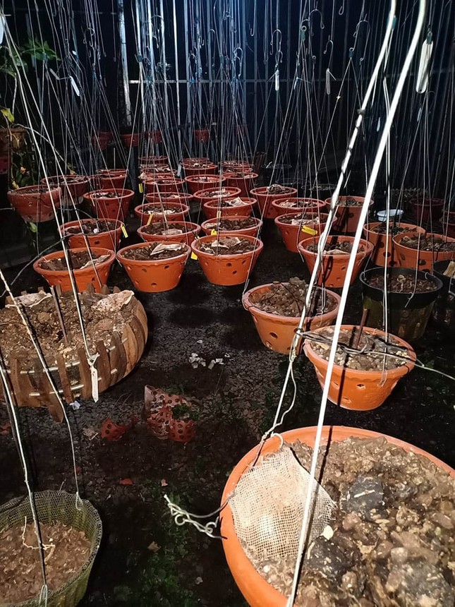 Kẻ gian bẻ khóa trộm 150 giò phong lan tiền tỷ, khổ chủ ngất xỉu ảnh 1