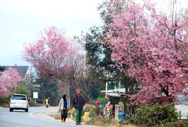 Giới trẻ 'săn' hoa mai anh đào bung nở trên núi ở Đà Lạt ảnh 4