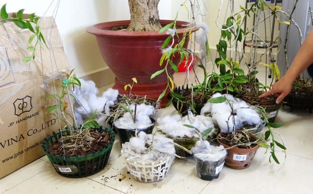 Lâm Đồng triệt phá đường dây trộm phong lan đột biến liên tỉnh ảnh 1