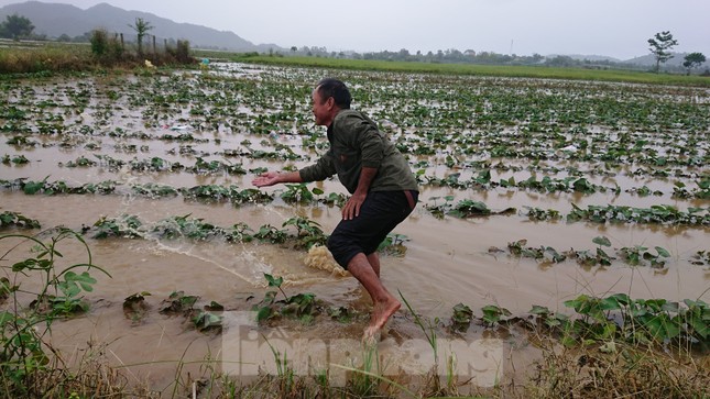 Hậu bão số 6: Người Đắk Lắk 'buốt ruột' khi tài sản, hoa màu mất trắng ảnh 2