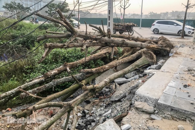 Hàng cây mới trồng khô héo trên đường ‘trăm tỷ’ bị chặt hạ làm củi ảnh 8