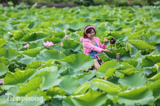 Hốt 'bạc triệu' mỗi ngày trong mùa sen Hồ Tây ảnh 15