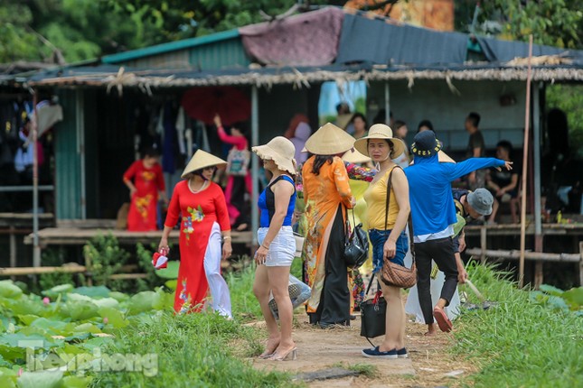 Hốt 'bạc triệu' mỗi ngày trong mùa sen Hồ Tây ảnh 2