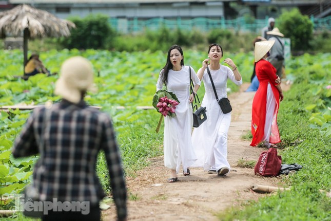 Hốt 'bạc triệu' mỗi ngày trong mùa sen Hồ Tây ảnh 3