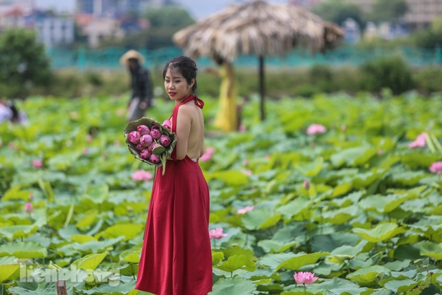 Hốt 'bạc triệu' mỗi ngày trong mùa sen Hồ Tây ảnh 7