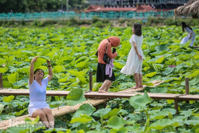 Hốt 'bạc triệu' mỗi ngày trong mùa sen Hồ Tây ảnh 10