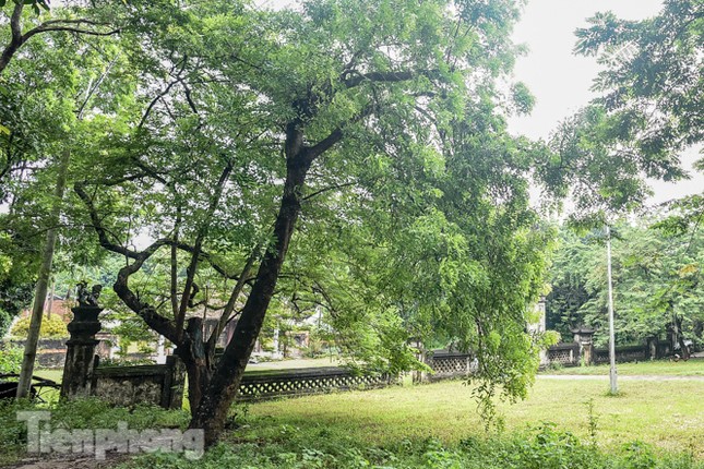 Tận thấy sưa trăm tuổi được định giá 60 tỷ trong đình cổ ở Hà Nội ảnh 2