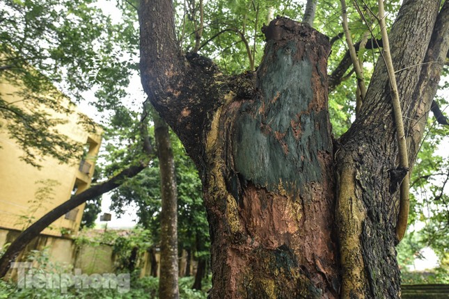 Tận thấy sưa trăm tuổi được định giá 60 tỷ trong đình cổ ở Hà Nội ảnh 7