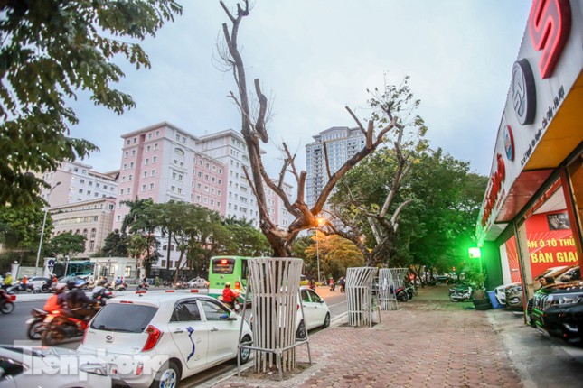 Số phận 7 cây sưa ‘bạc tỷ’ chết khô trên đường Nguyễn Văn Huyên ra sao? ảnh 2