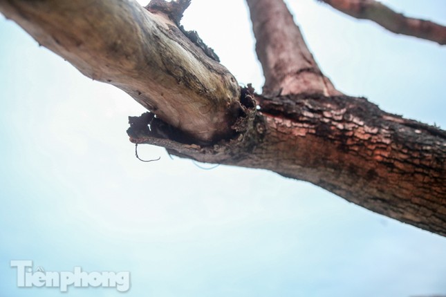 Số phận 7 cây sưa ‘bạc tỷ’ chết khô trên đường Nguyễn Văn Huyên ra sao? ảnh 14