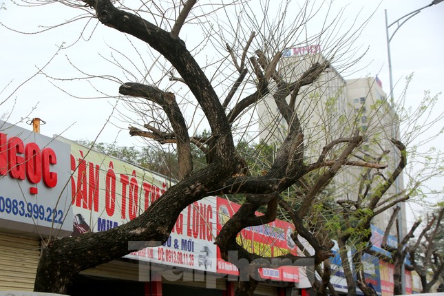 Số phận 7 cây sưa ‘bạc tỷ’ chết khô trên đường Nguyễn Văn Huyên ra sao? ảnh 15