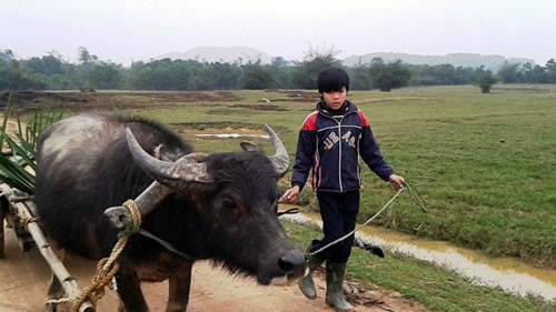 Tết còn xa với thầy, trò vùng lũ ảnh 2