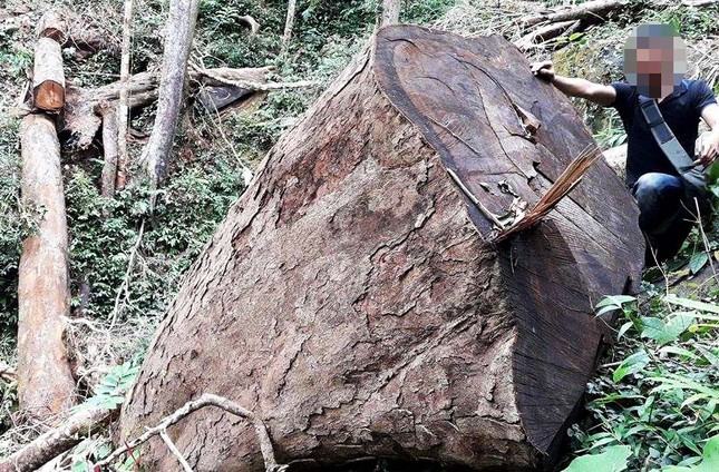 Gỗ lậu Gia Lai vẫn 'nóng' sau lệnh đóng cửa rừng ảnh 1