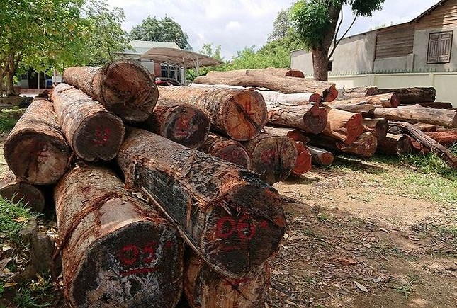 Khởi tố trùm gỗ lậu Phượng 'râu' và đồng bọn ảnh 1
