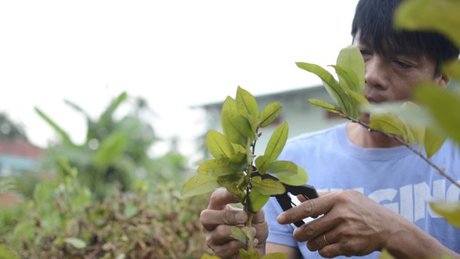 Thị trường cây cảnh Tết: Bắc rộn ràng, Nam điêu đứng ảnh 1