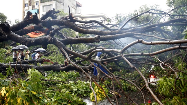 Hà Nội: Dông lốc kinh hoàng, hàng trăm cây đổ trong ít phút ảnh 4