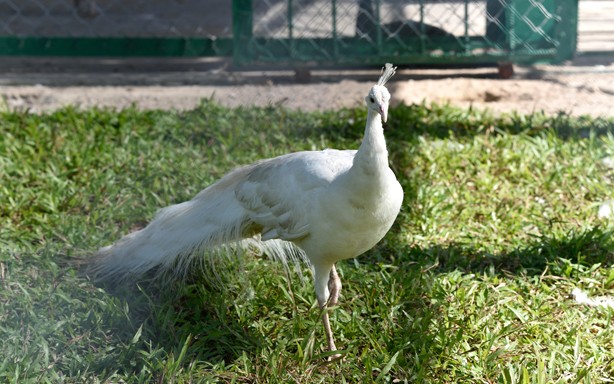 Phú Quốc háo hức khai trương Safari đầu tiên ảnh 2