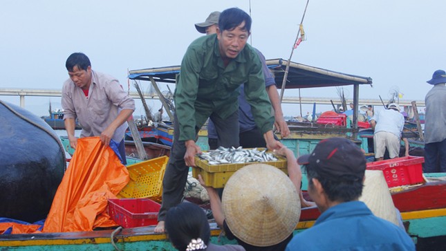 Quá trình tìm nguyên nhân cá chết: Manh mối bất ngờ ảnh 1