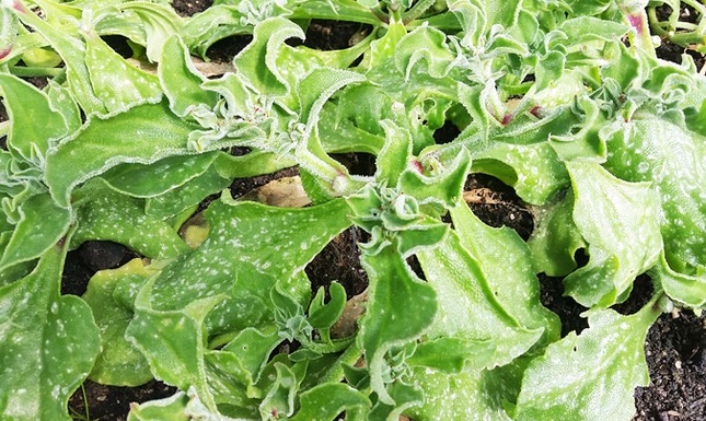 Trang trại rau organic triệu đô ở Đà Lạt ảnh 1