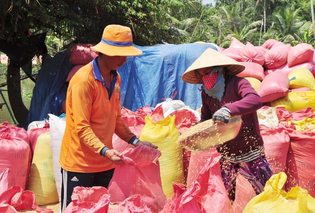 Cởi trói xuất khẩu gạo, chưa xóa hết nhóm lợi ích ảnh 1
