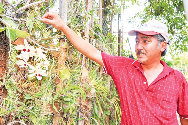 Lạc giữa bộ sưu tập lan rừng lớn nhất Việt Nam ảnh 1