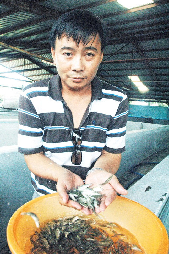 Vua cá chẽm 'Ðức giống' ảnh 1