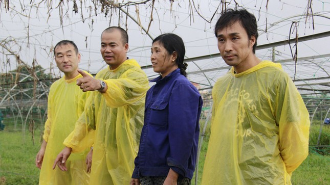 Chăm rau sạch bằng phân hầm cầu ảnh 1