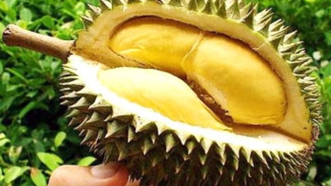 Gã 'khùng' và cây 'vua' ảnh 1