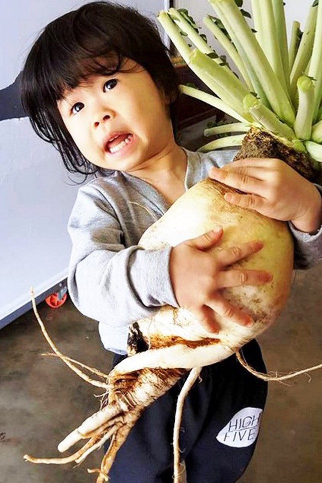 Trồng thành công giống củ cải nặng 5,5 kg ảnh 1