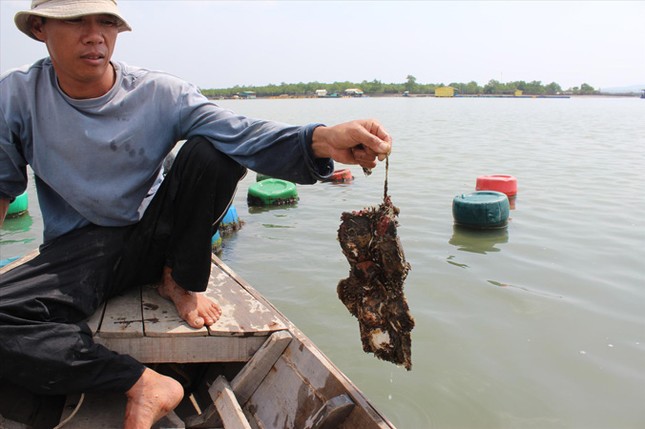 Nuôi hàu bằng tấm lợp xi măng: Rình rập mối họa ảnh 1