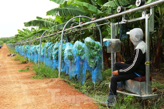 Tết vui, cùng bay theo ròng rọc chuối xuất khẩu ảnh 8