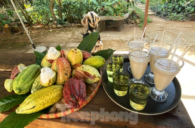 Du xuân với vườn ca cao muôn màu trên Tây Nguyên ảnh 7