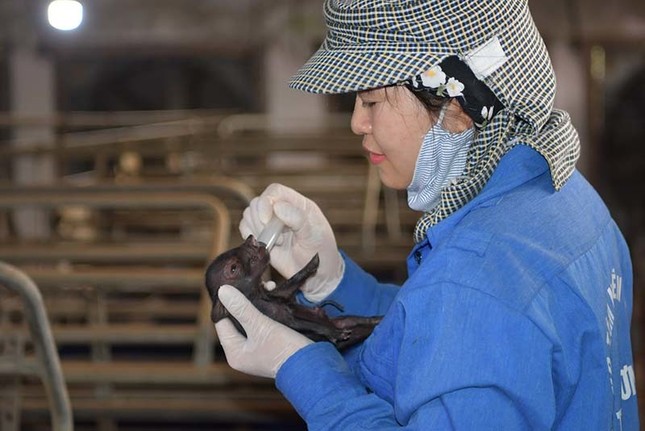 Lần đầu tiên, Việt Nam nhân bản thành công lợn quý hiếm ảnh 1