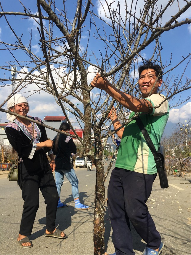 Tết ấm nhờ... buộc đào ảnh 1