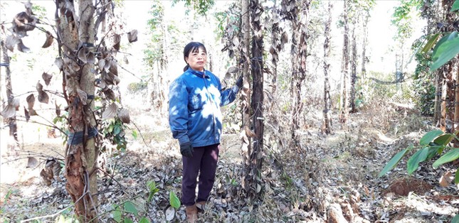 Tan giấc mộng tỷ phú vì hồ tiêu ảnh 1
