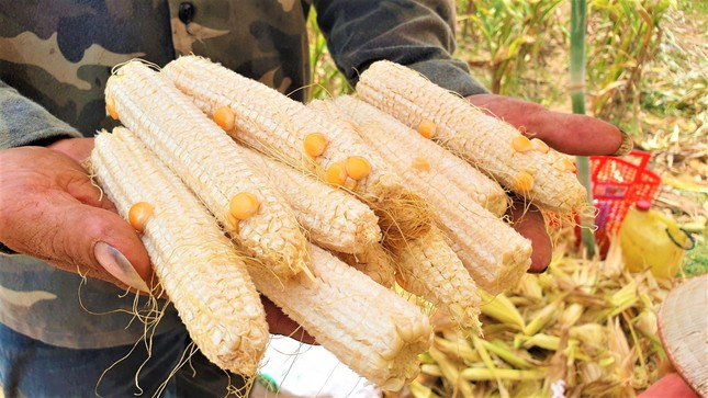 Tin mới vụ trồng ngô chỉ thu được... lõi ở Đắk Nông ảnh 1