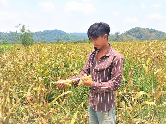 Tin mới vụ trồng ngô chỉ thu được... lõi ở Đắk Nông ảnh 2