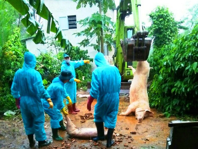 Đắk Lắk: Tái phát dịch tả lợn châu Phi ảnh 2