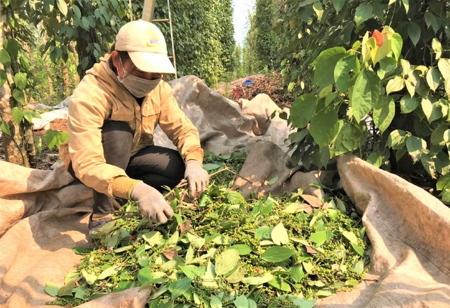 Vì sao giá hồ tiêu tăng phi mã dù nguồn cung không thiếu? ảnh 1