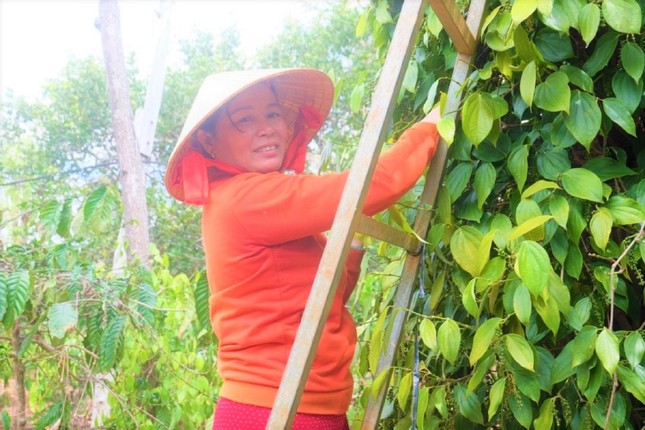 Vì sao giá hồ tiêu tăng phi mã dù nguồn cung không thiếu? ảnh 2