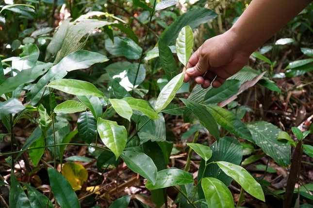 Đổ xô lên núi hái lá bép ảnh 2